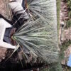 Nolina Nelsonii C-10L - Imagen 3